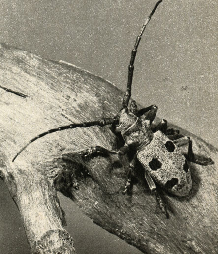  Morimus funereus