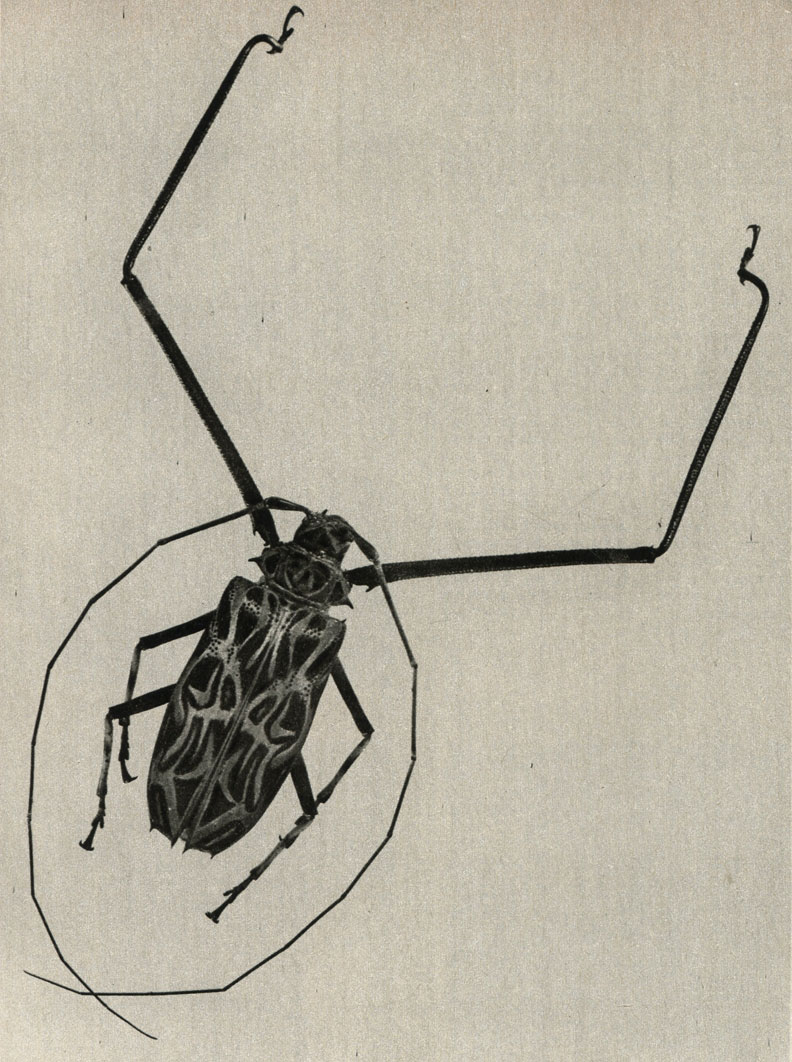    (Acrocinus longimanus)