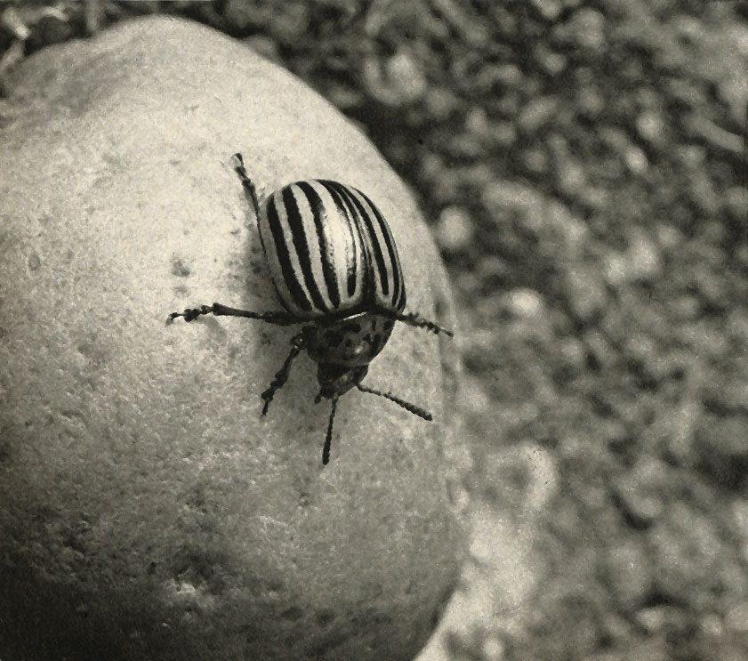    (Leptinotarsa decemlineata)