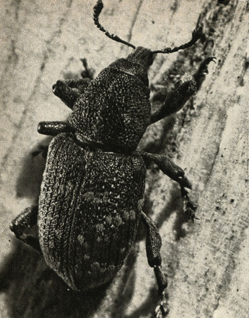    (Hylobius abietis)