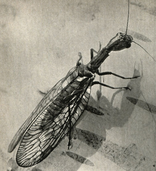     (Raphidia notata)