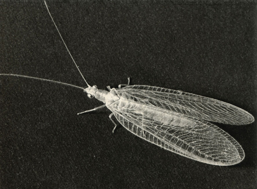   (Chrysopa vulgaris)