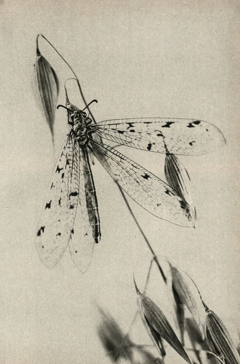   (rmeleon europaeus)