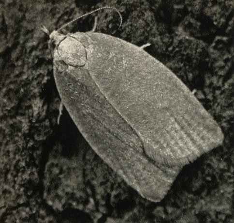   (Tortrix viridana)