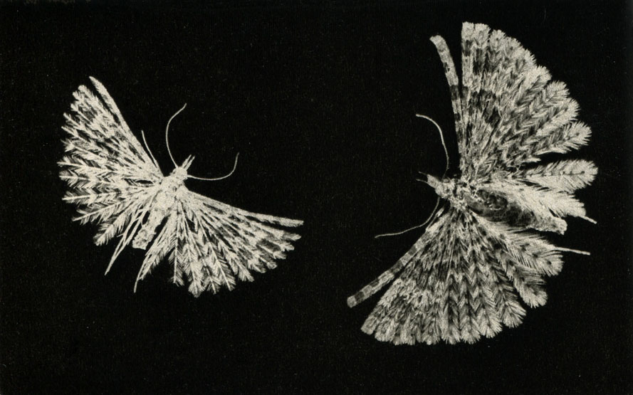  -  Orneodes zonodactyl,  - Orneodes grammodactyla