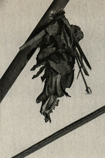      Pachytelia unicolor