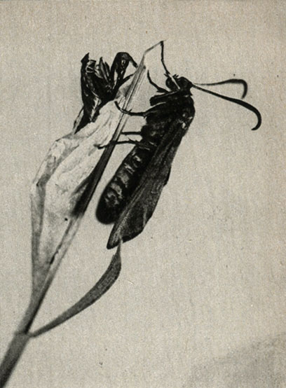 Zygaena