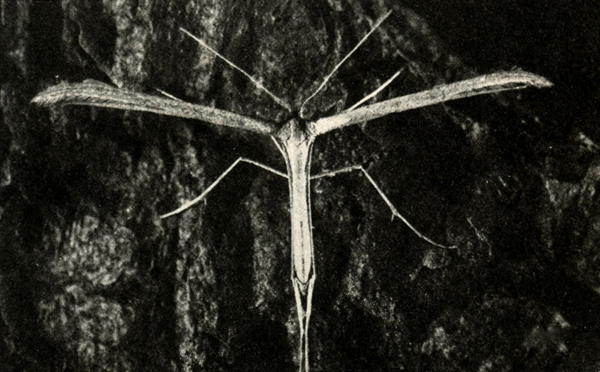 Aciptilia balliodactyla
