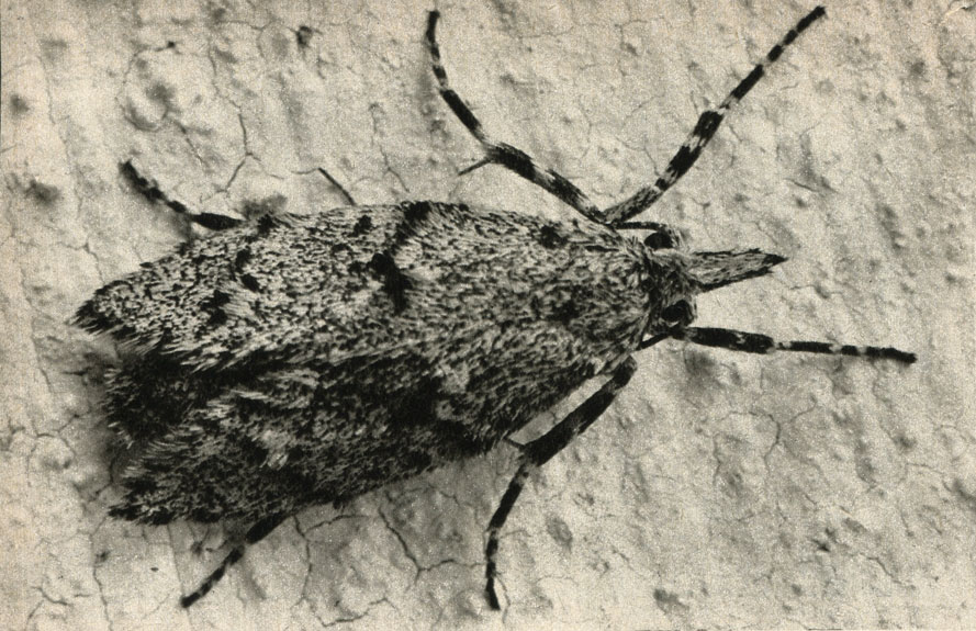    Chimabacche fagella
