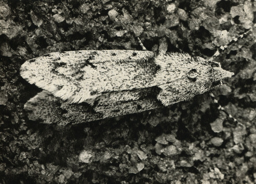    Chimabacche fagella