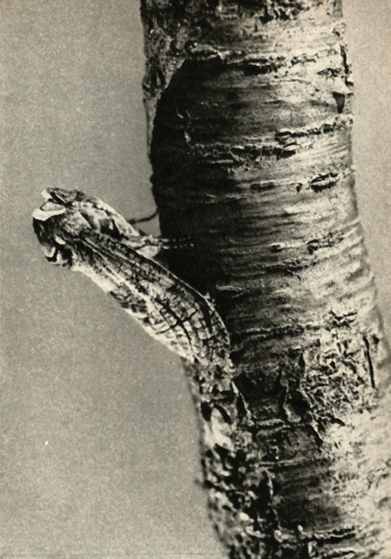   Chimabacche fagella