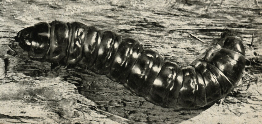   (Cossus cossus)