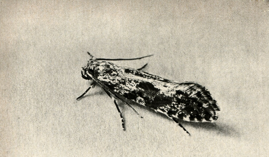   (in granella)