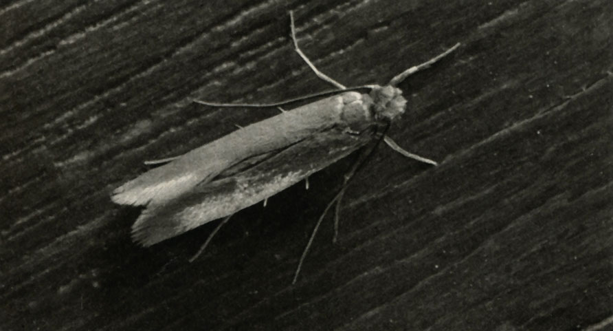   (Tineola biselliella)