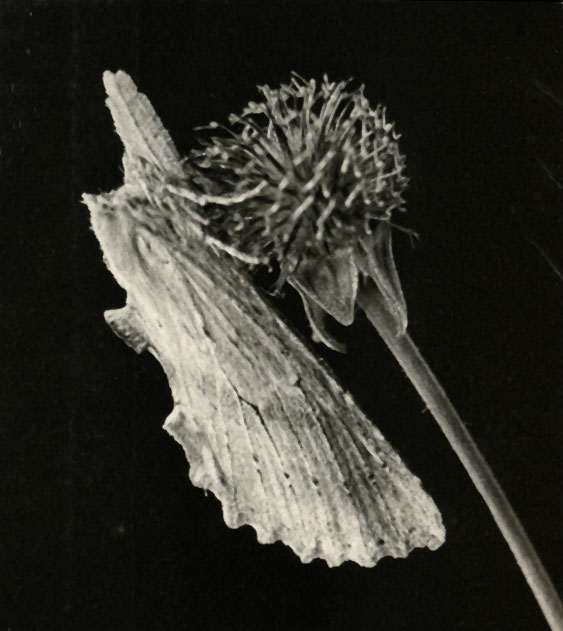  Pterostoma palpina