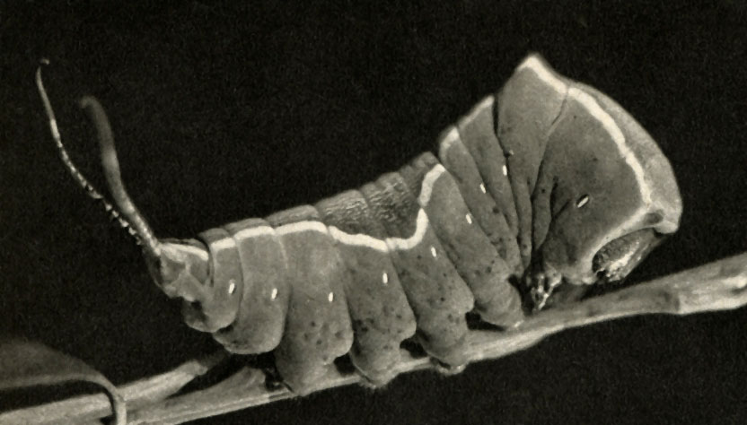   (Cerura = Dicranura = Harpyia vinula)