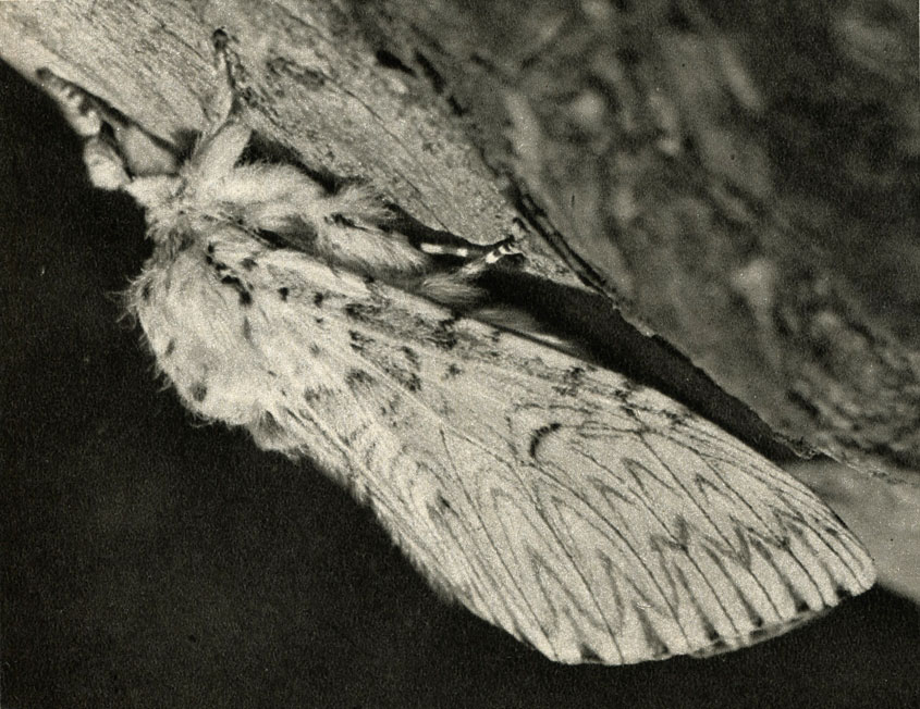  (Cerura = Dicranura = Harpyia vinula)