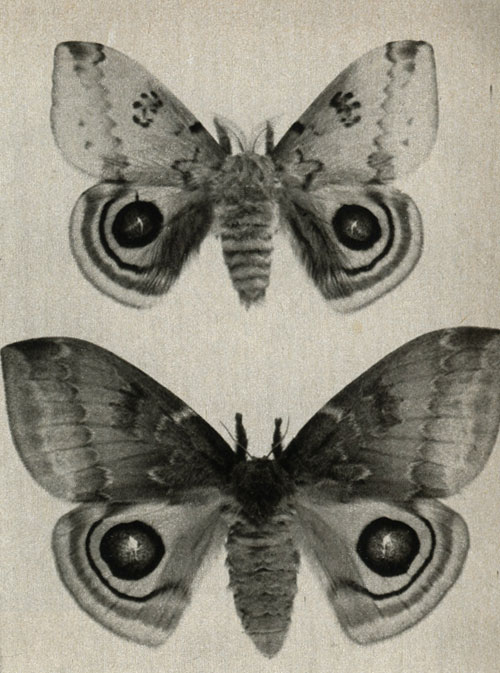 -  Hyperchiria io   