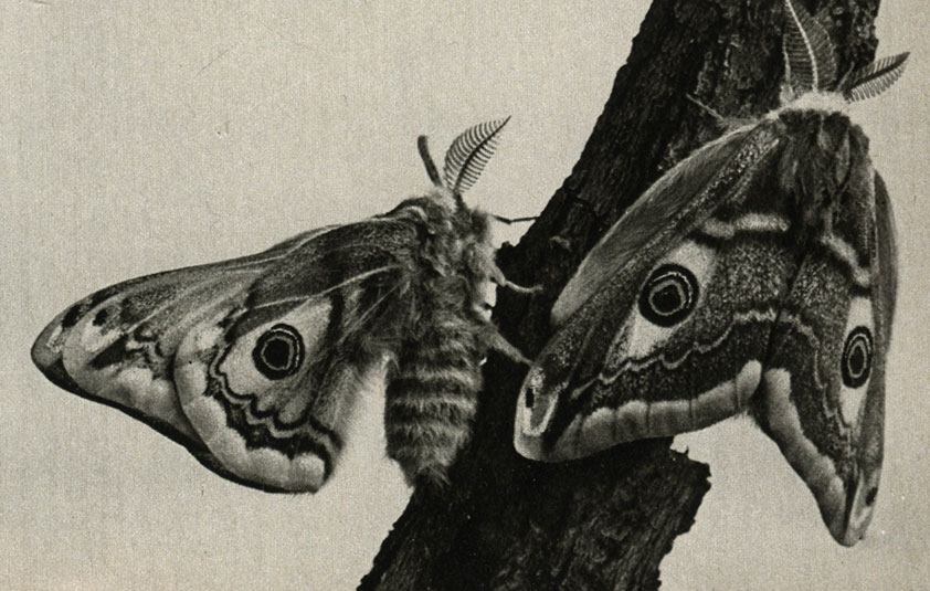        (Eudia pavonia)