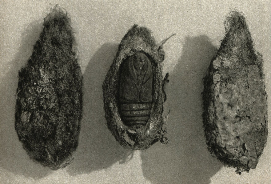      (Saturnia pyri)