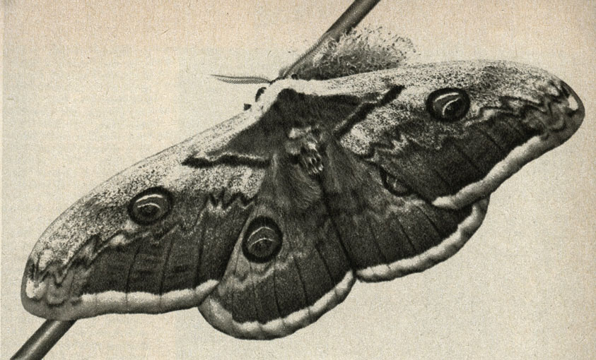     (Saturnia pyri)