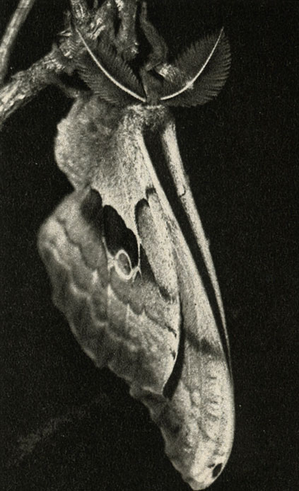       , Telea polyphemus