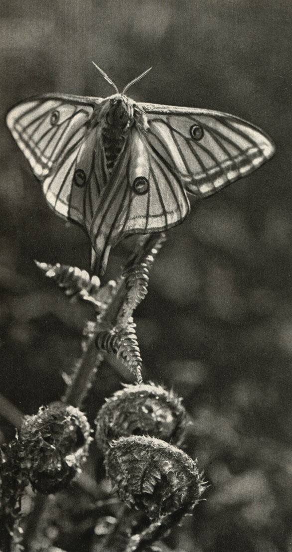   Graellsia isabellae