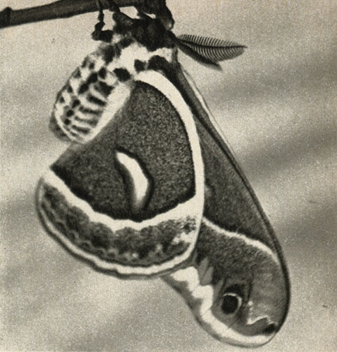    Samia rpia