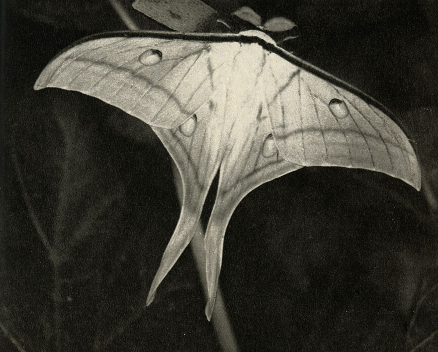      , Actias selene, 