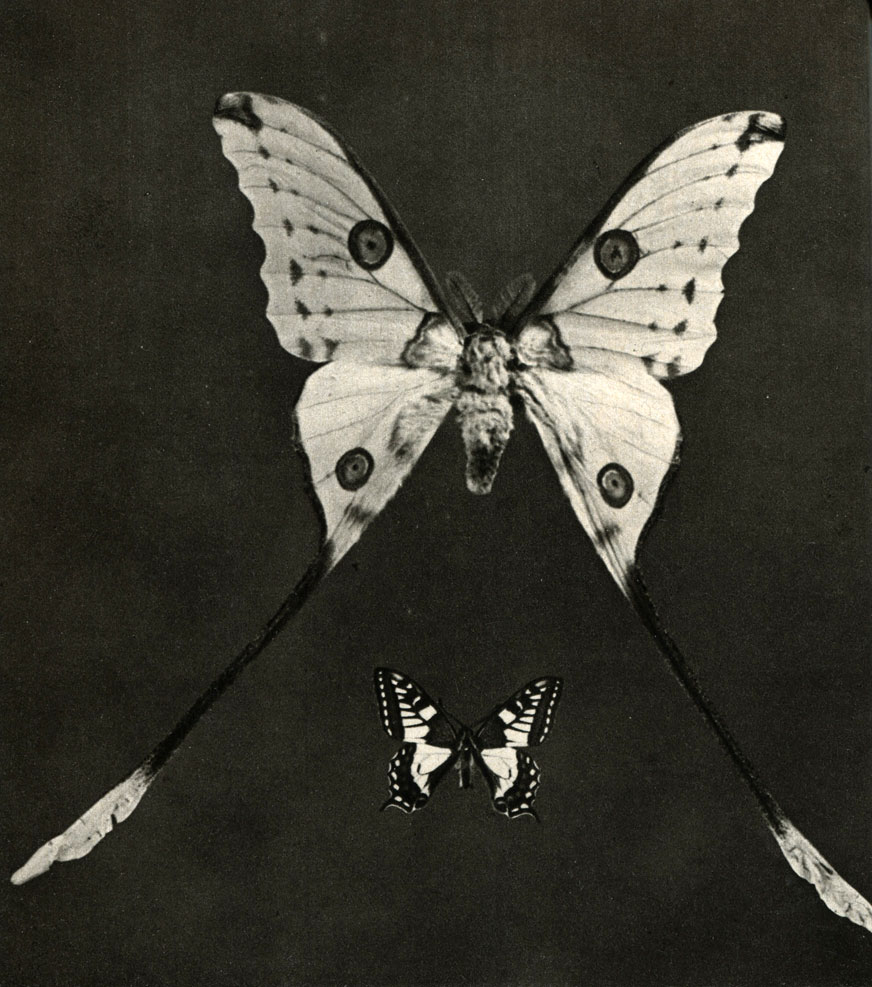      Argema mittrei
