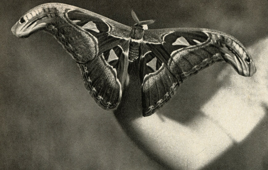   (Attacus atlas),  
