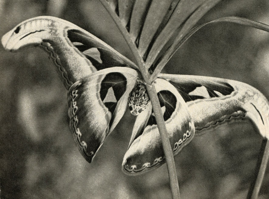   (Attacus atlas),  