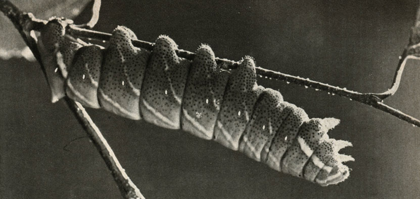    (Endromis versicolor)