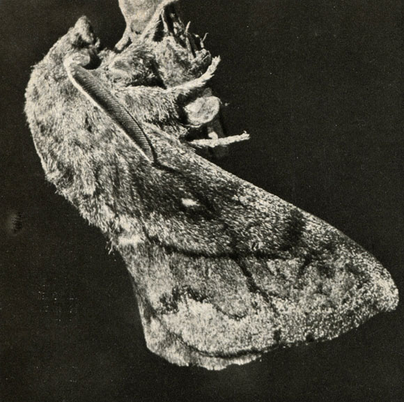   (Dendrolimus pint)
