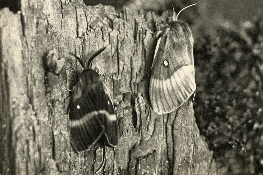     (Lasiocampa quercus)