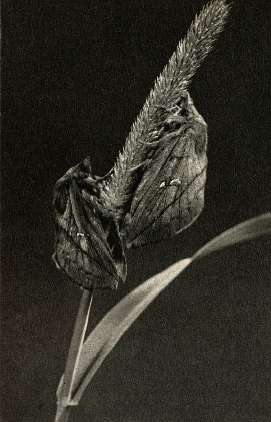    (Cosmotriche potatoria)