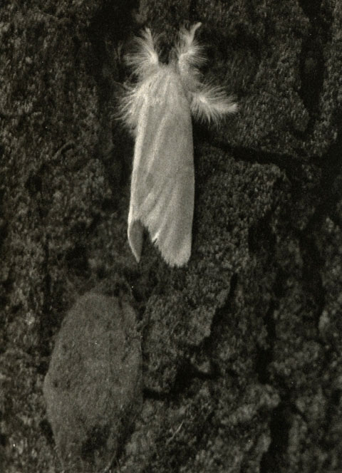    (Stilpnotia = Leucoma salicis)