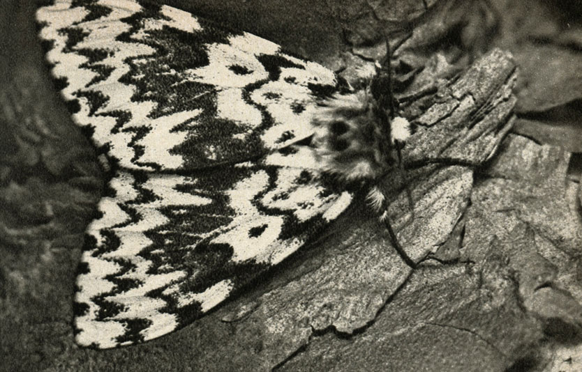 -  (Lymantria = Ocneria monacha)