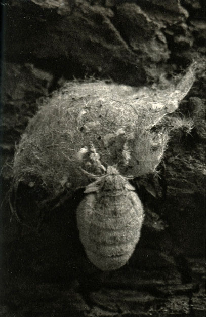    (Orgyia antiqua)