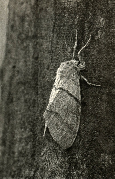   (Dasychira pudibunda)