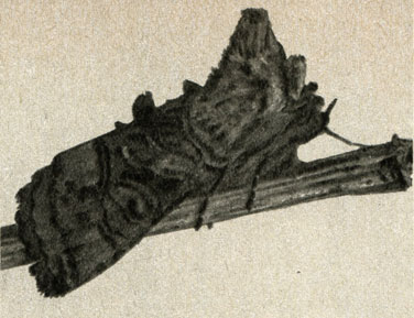  Abrostola triplasia