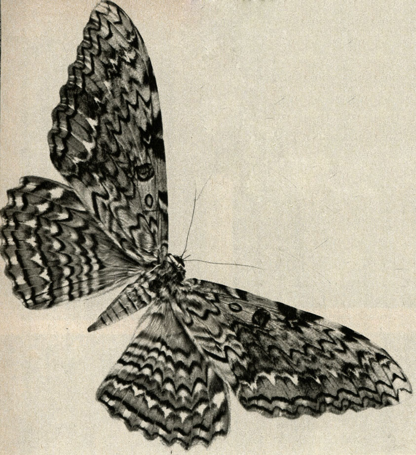    (Thysania agrippina)