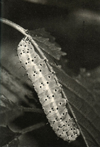  - (Diloba coeruleocephala)