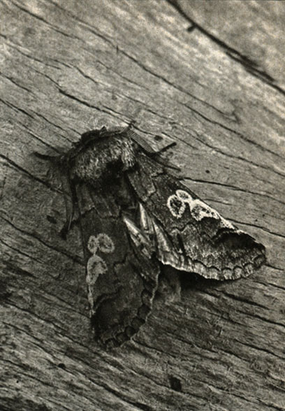  - (Diloba coeruleocephala)