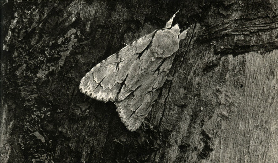   (Apatele = Aronycta psi)