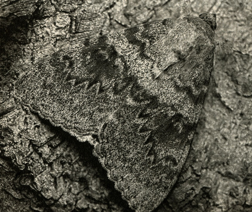   (Catocala elocata)
