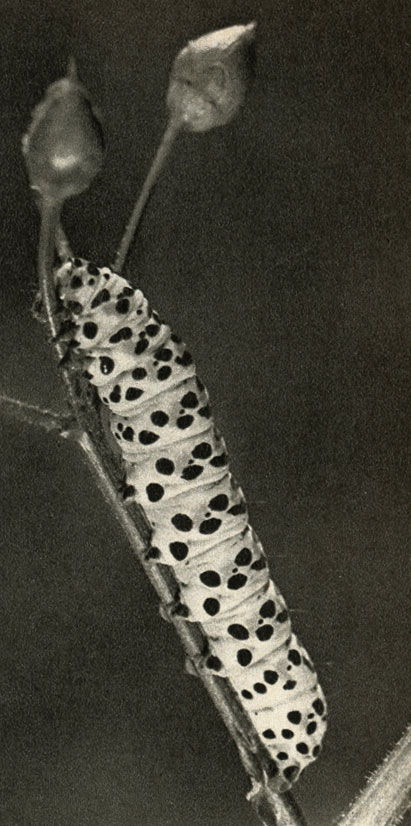    (Cuculia verbasci)