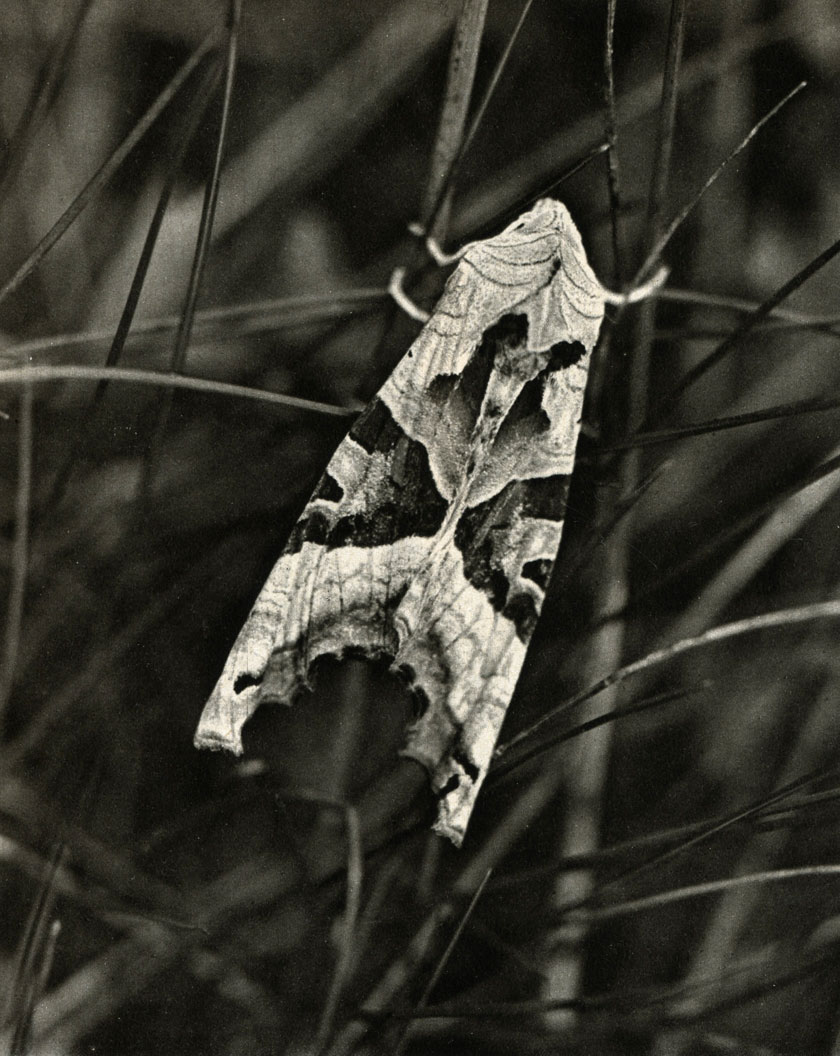   (Trigonophora = Brotolomia meticulosa)