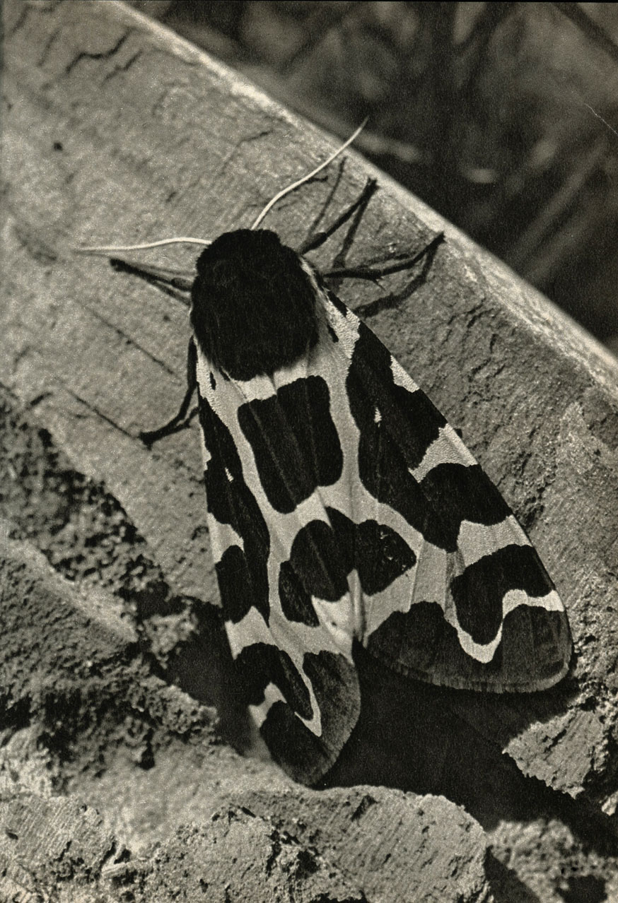   (Arctia caja)