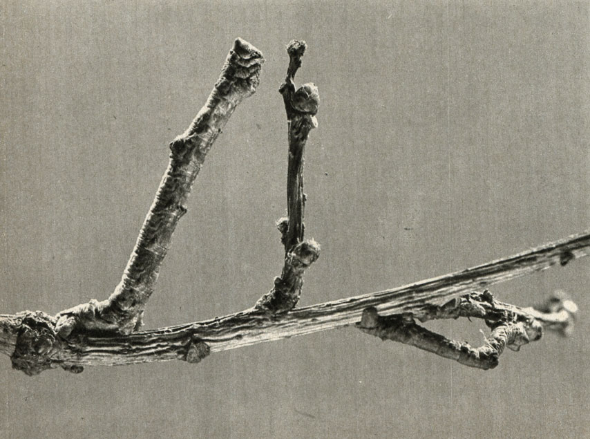    (Boarmia roboraria)